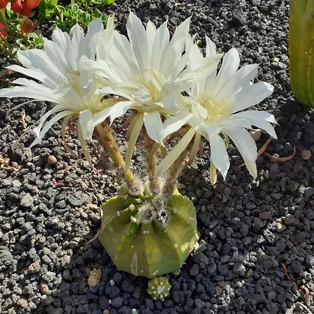 Bed & Breakfast Vital Fuerteventura - Atmospheric, Small-scale, Adults Only *