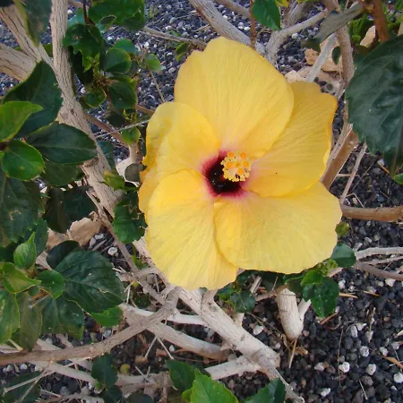 Vital Fuerteventura - Atmospheric, Small-scale, Adults Only *